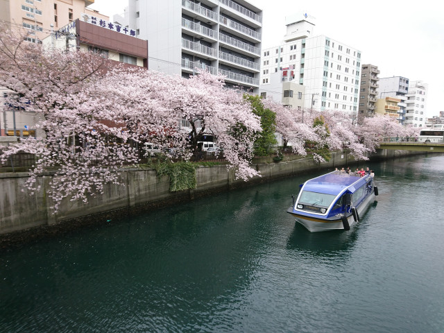大岡川の桜を愛でる　桜鑑賞クルーズ